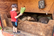 Boy feeding  Sulcata Tortoises in trailer
