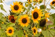 Sunflowers 2