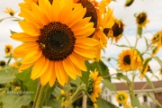 Sunflowers 3