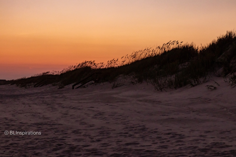 Common Reeds on Sand Dunes