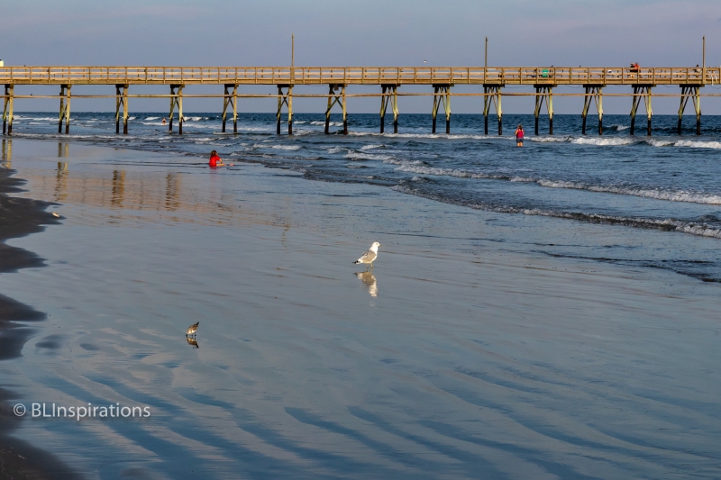 Sanderling and Sea Gull on the Beach