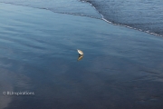 Sanderling on the Beach 1