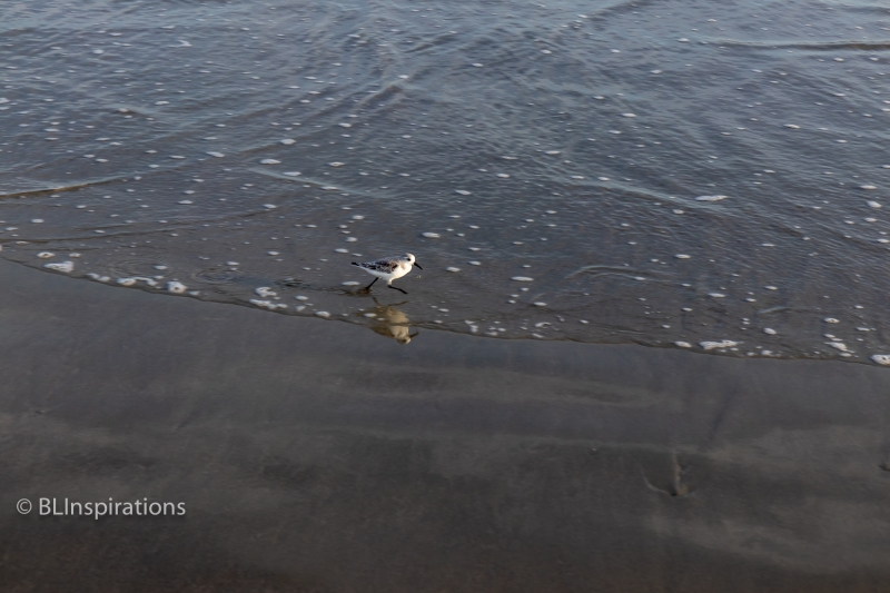 Sanderling on the Beach 2