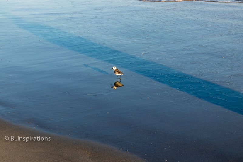 Sanderling on the Beach 3