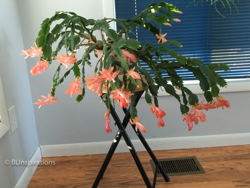 Original Cactus Plant