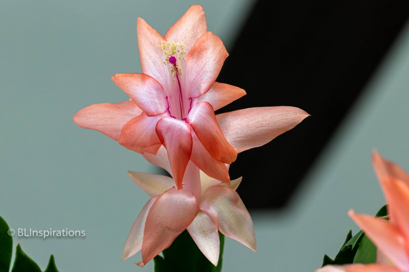 Thanksgiving Cactus