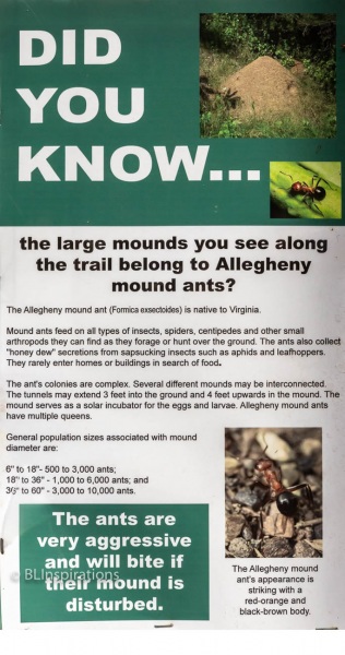 Allegheny Ant Warning Sign