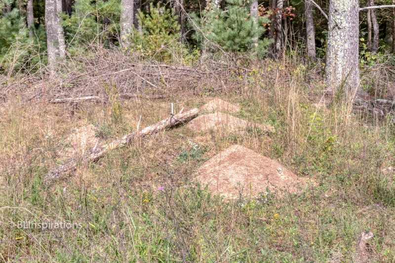Allegheny Ant Mounds