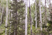 Aspen Trees