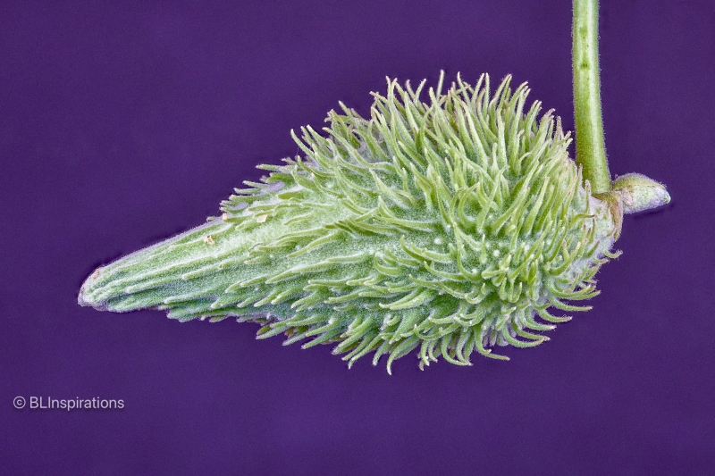 Milkweed Seed Pod
