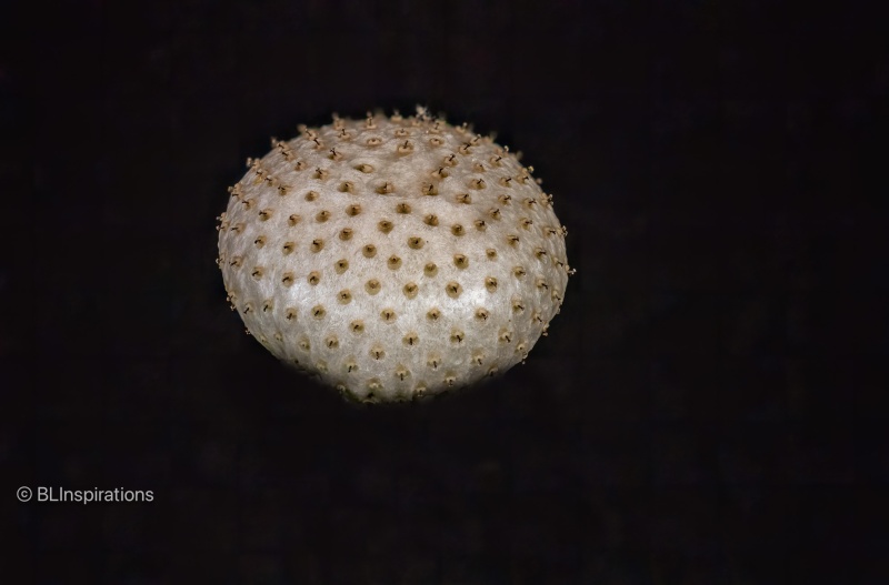 Dandelion Seed Head