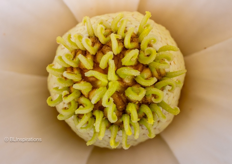 Magnolia Blossom Carpels