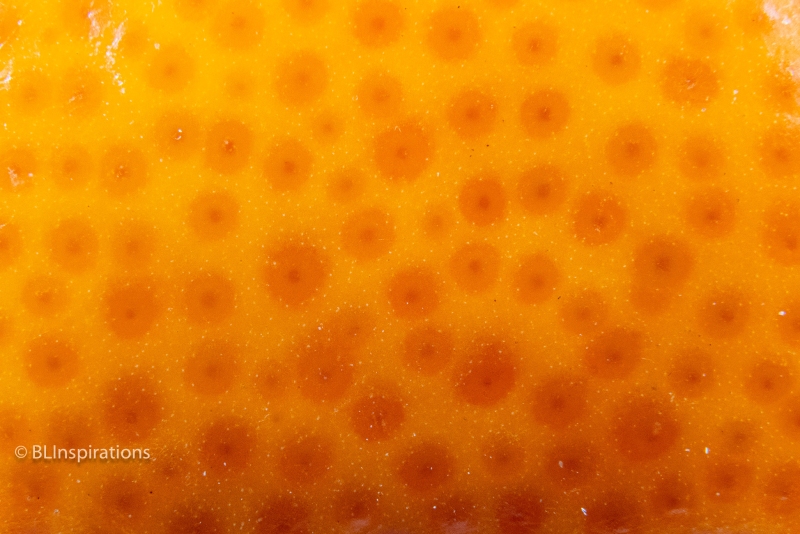 Tangerine Skin