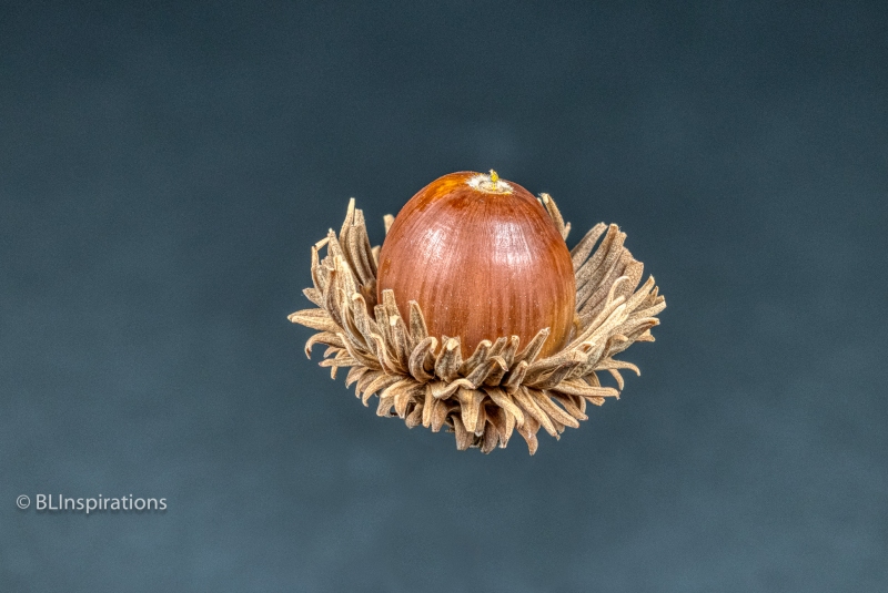Sawtooth oak acorn 2