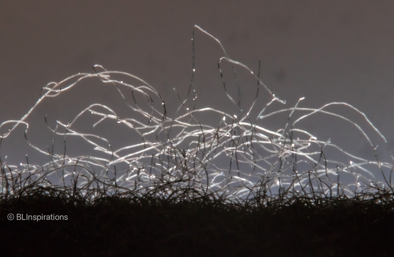 Glove Fibers (black background)