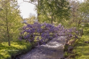 Wisteria on Footbridge 1