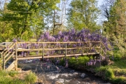 Wisteria on Footbridge 2