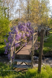 Wisteria on Footbridge 3