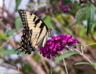 Eastern Tiger Swallowtail Butterfly Note CArd