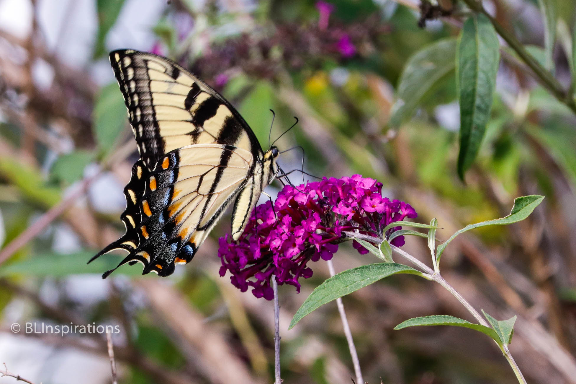 Eastern Tiger Swallowtail Butterfly, Female