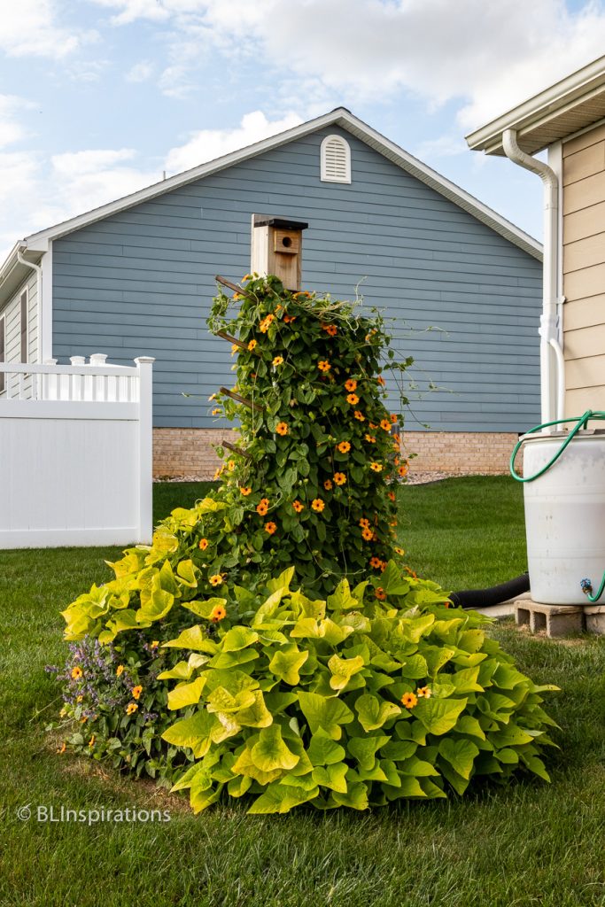 black-eyed susan and sweet potato vines