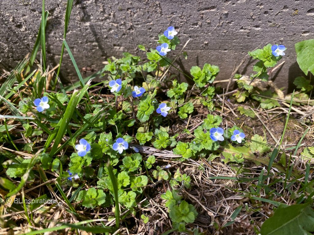 Bird's-eye Speedwell plant