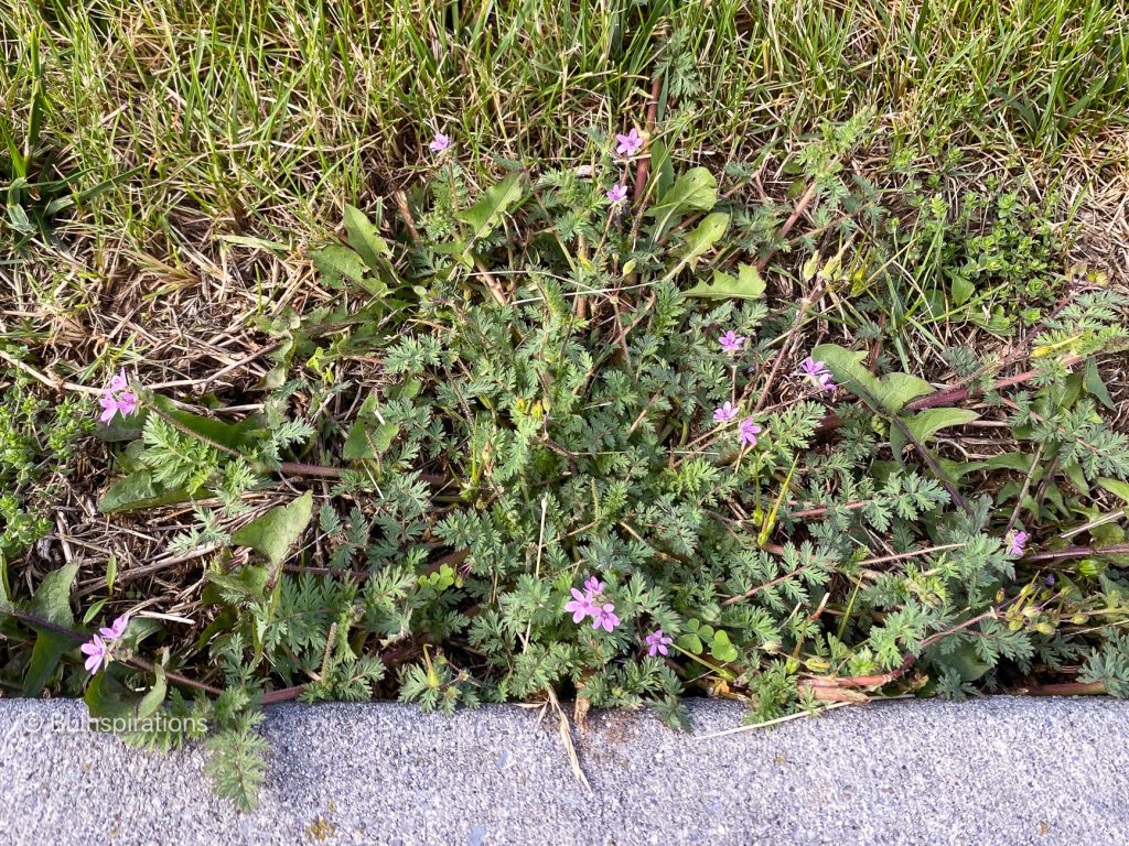 Red Stem Stork's-bill in the lawn