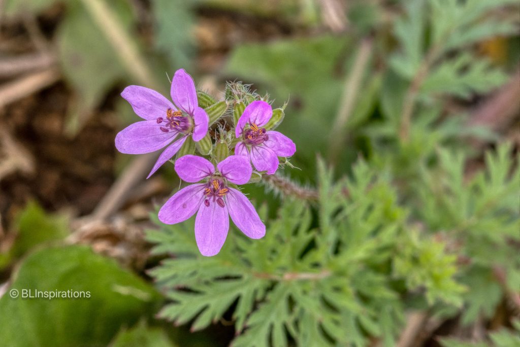 Red Stem Stork's-bill flower