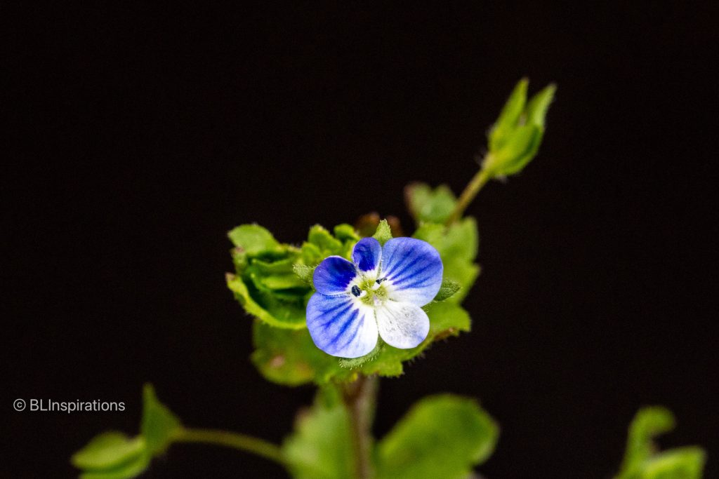 Bird's-eye Speedwell flower