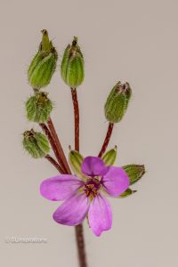 Red Stem Stork's Bill flower and buds