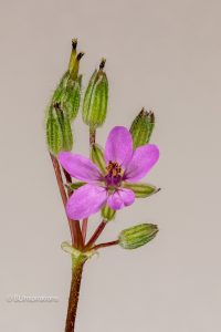 Red Stem Stork's Bill flower and buds