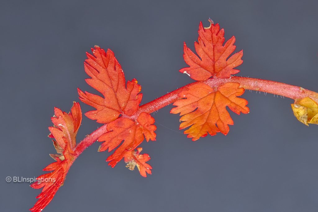 Red Stem Stork's-bill late fall leaves