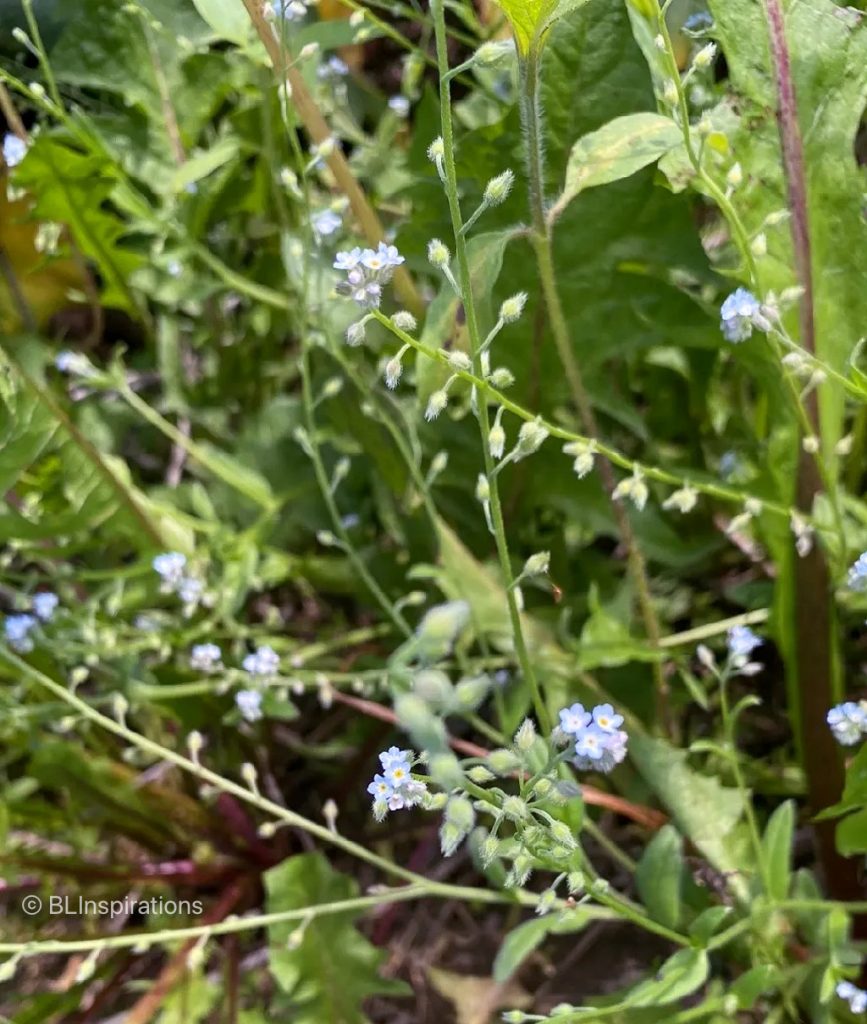 Forget Me Not Plant