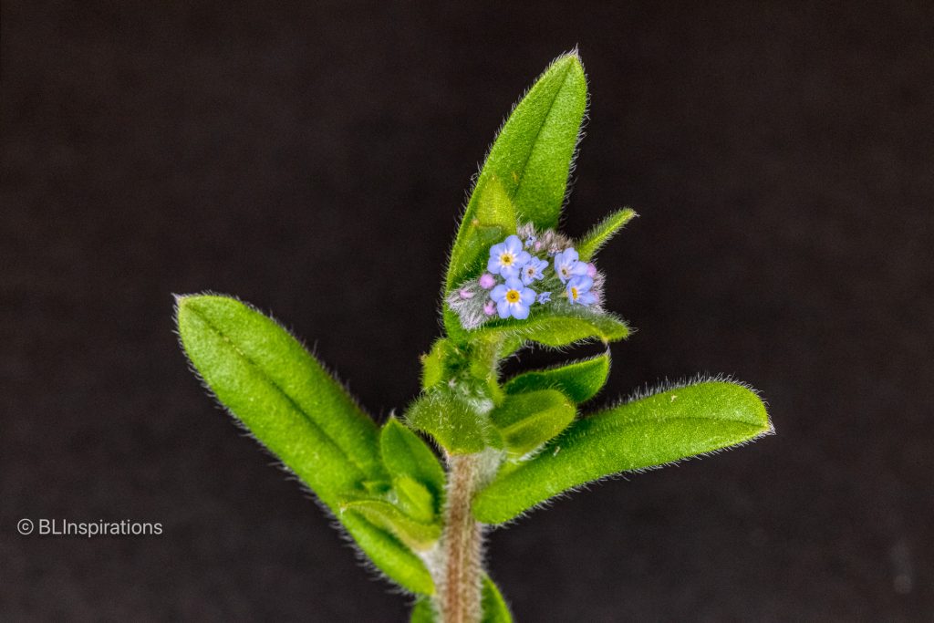 Forget Me Not Flower