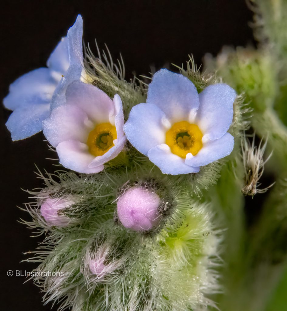 Forget Me Not Flower