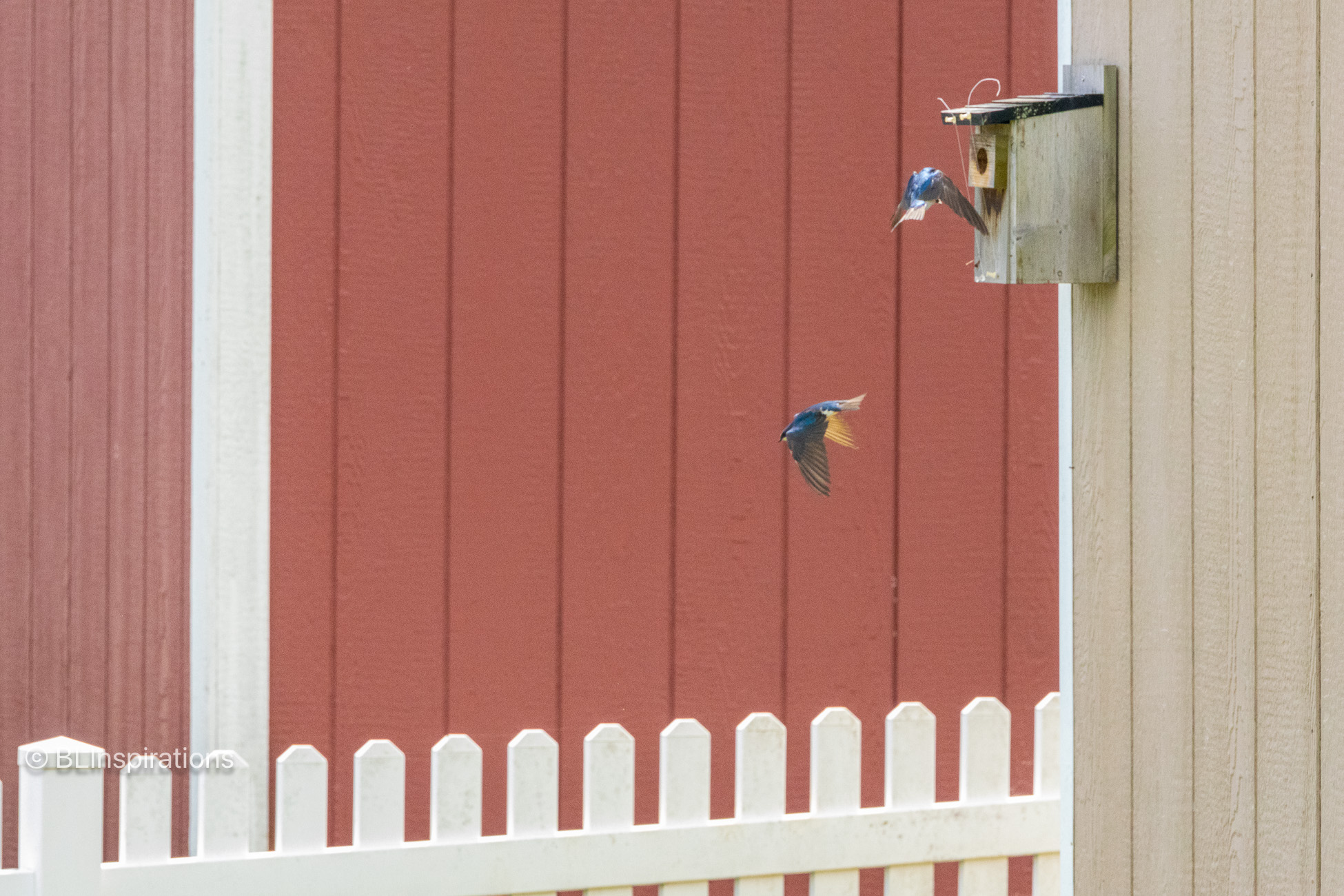 Tree Swallows Passing in Flight