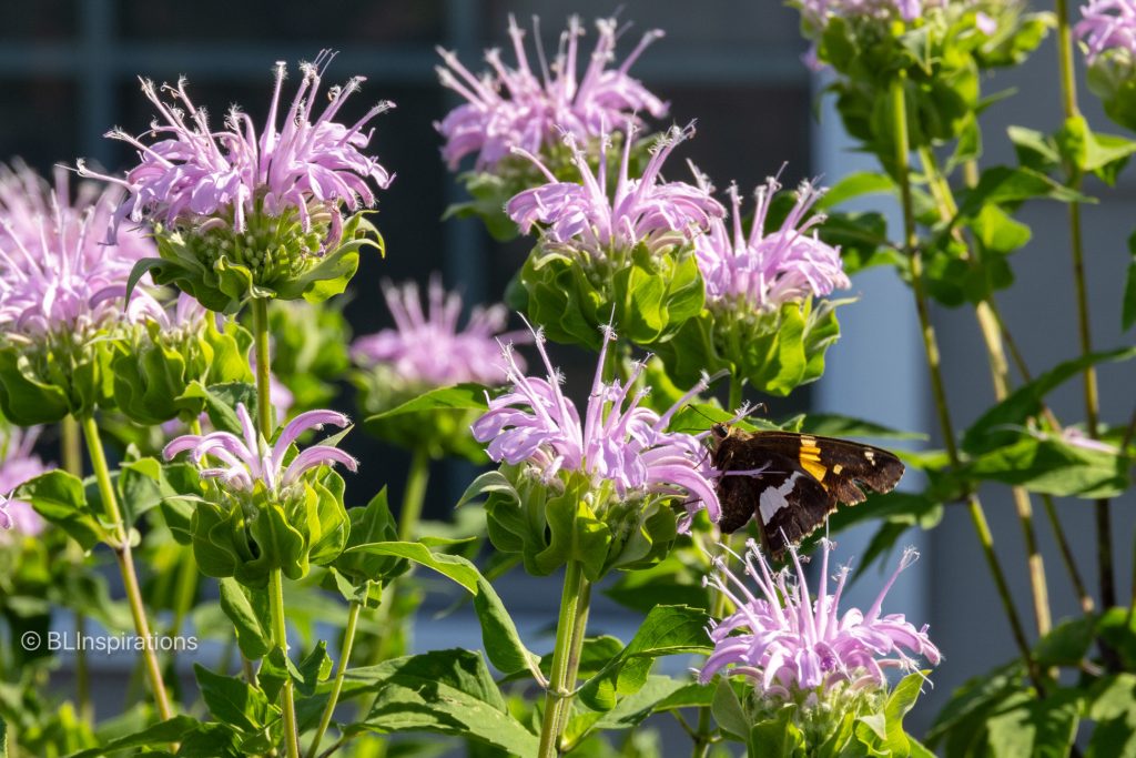 Bee Balm Flower Clusters