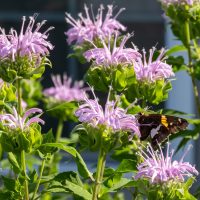 Bee Balm Flower Clusters