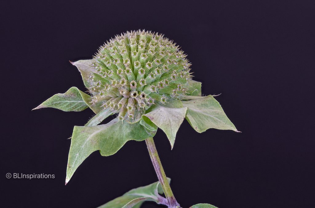 Bee Balm Seed Head (green)