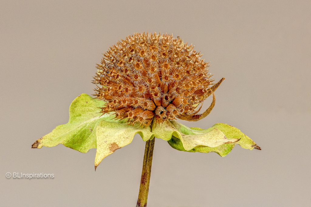 Bee Balm Seed Head (dry)