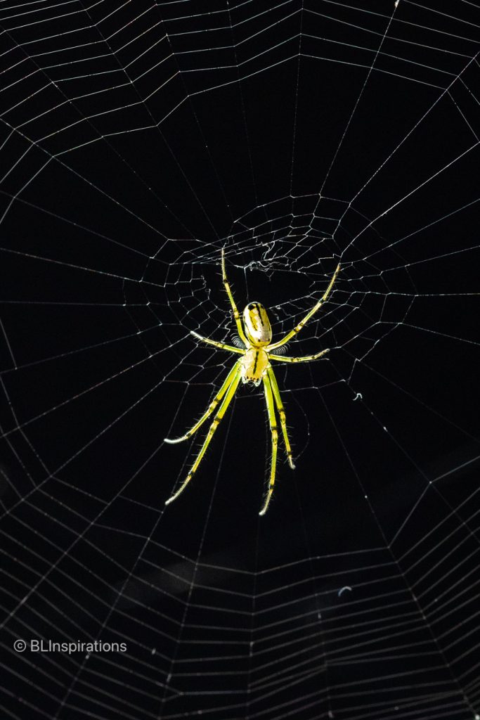 Orchard Orbweaver Spider