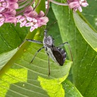 North American Wheel Bug