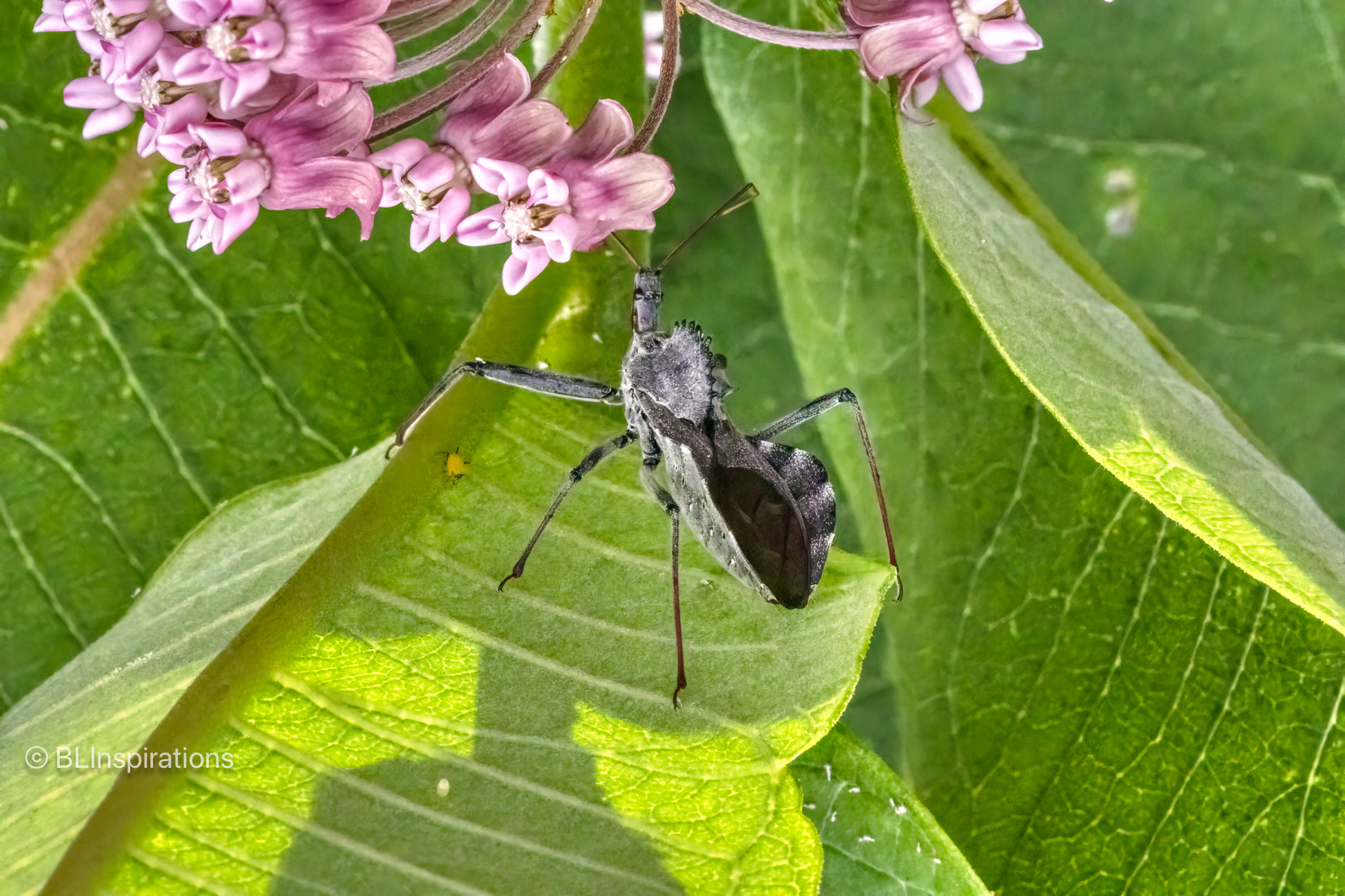 North American Wheel Bug