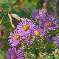 New England Aster