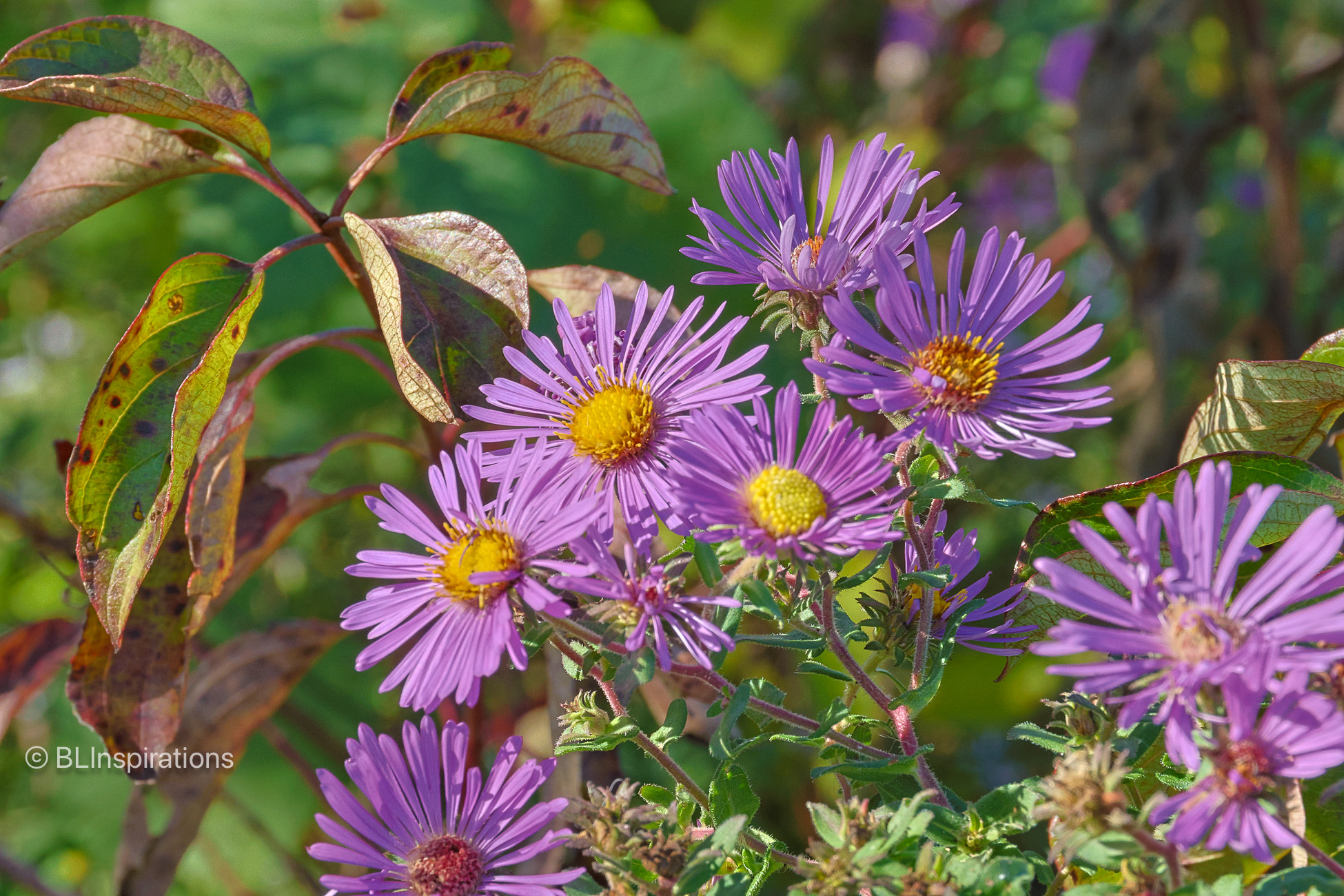 New England Aster